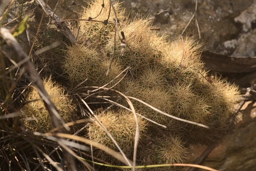Acharagma roseanum