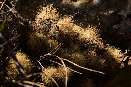 Acharagma roseanum