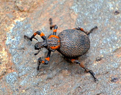 Brachycerus labrusca