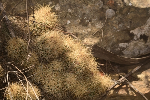 Acharagma roseanum