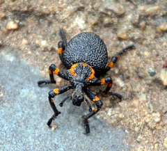 Brachycerus labrusca