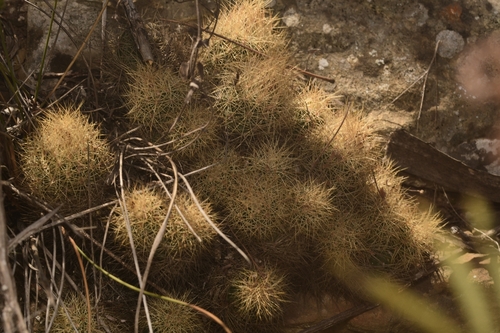 Acharagma roseanum
