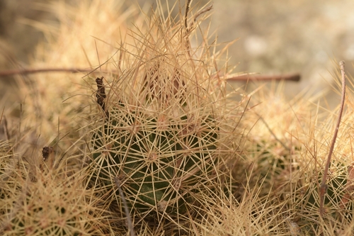 Acharagma roseanum