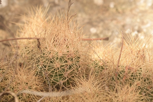 Acharagma roseanum