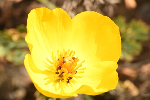Hunnemannia fumariifolia, photograph 1