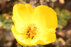 author not stated, no rights reserved Hunnemannia fumariifolia, photograph author not stated, no rights reserved