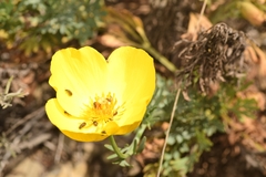 author not stated, no rights reserved Hunnemannia fumariifolia, photograph author not stated, no rights reserved