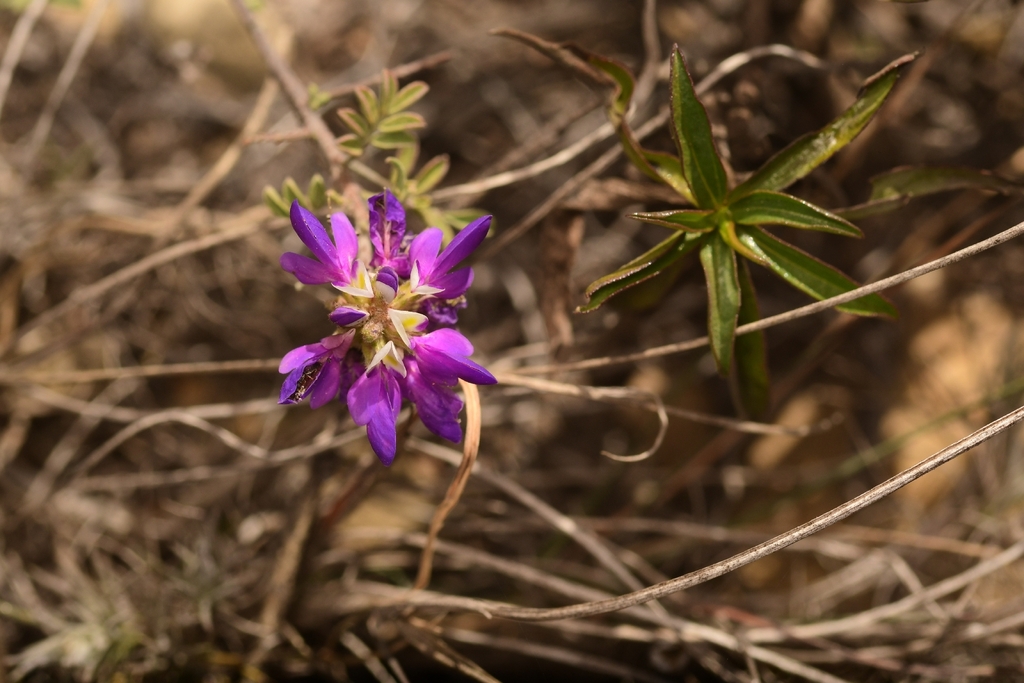 Dalea bicolor; photograph author not stated, no rights reserved