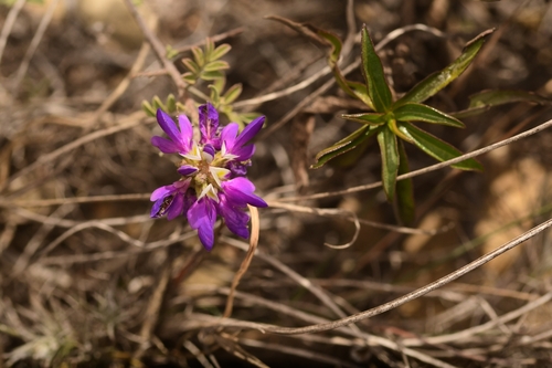 Dalea bicolor