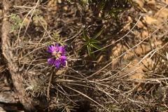 author not stated, no rights reserved Dalea bicolor, photograph author not stated, no rights reserved