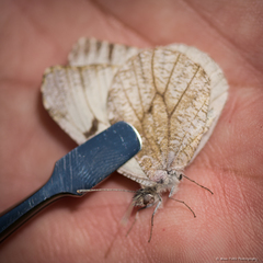 Anthocharis lanceolata