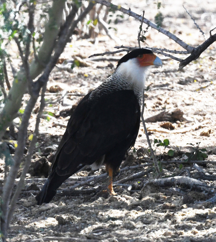 Crested Caracara
