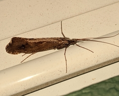Glyphopsyche irrorata