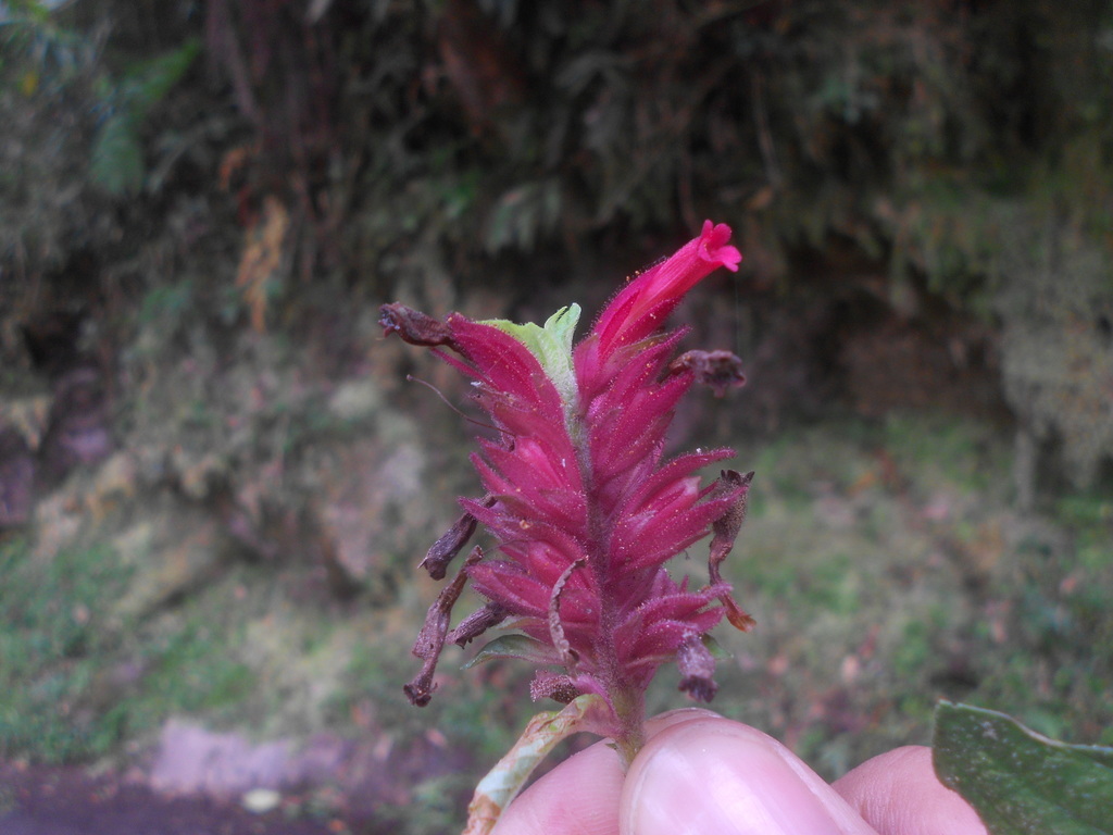 Staurogyne itatiaiae