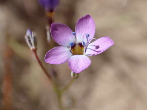inland gilia (Gilia interior)