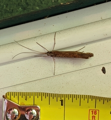 Glyphopsyche irrorata