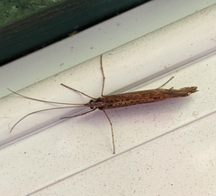 Glyphopsyche irrorata