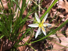 Zephyranthes candida