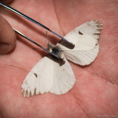 Anthocharis lanceolata