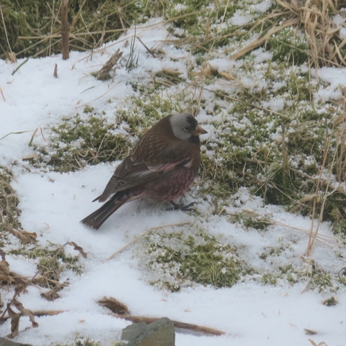 Grey-crowned Rosy Finch (Leucosticte tephrocotis), photo 3