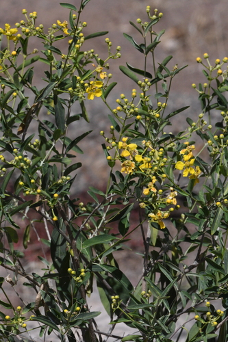 Yellow Butterfly Vine