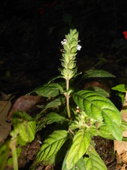 Staurogyne euryphylla