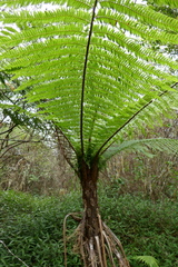 Alsophila borbonica