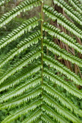 Alsophila borbonica