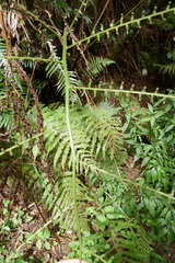 Alsophila celsa