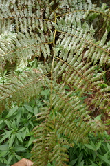 Alsophila celsa