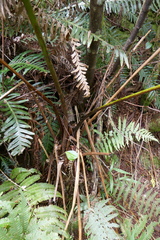 Alsophila celsa
