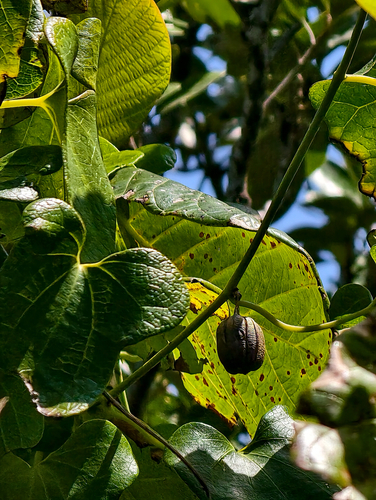 Aristolochia zollingeriana observed 2026-03-16