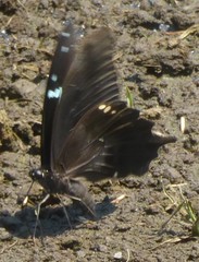 Papilio epiphorbas