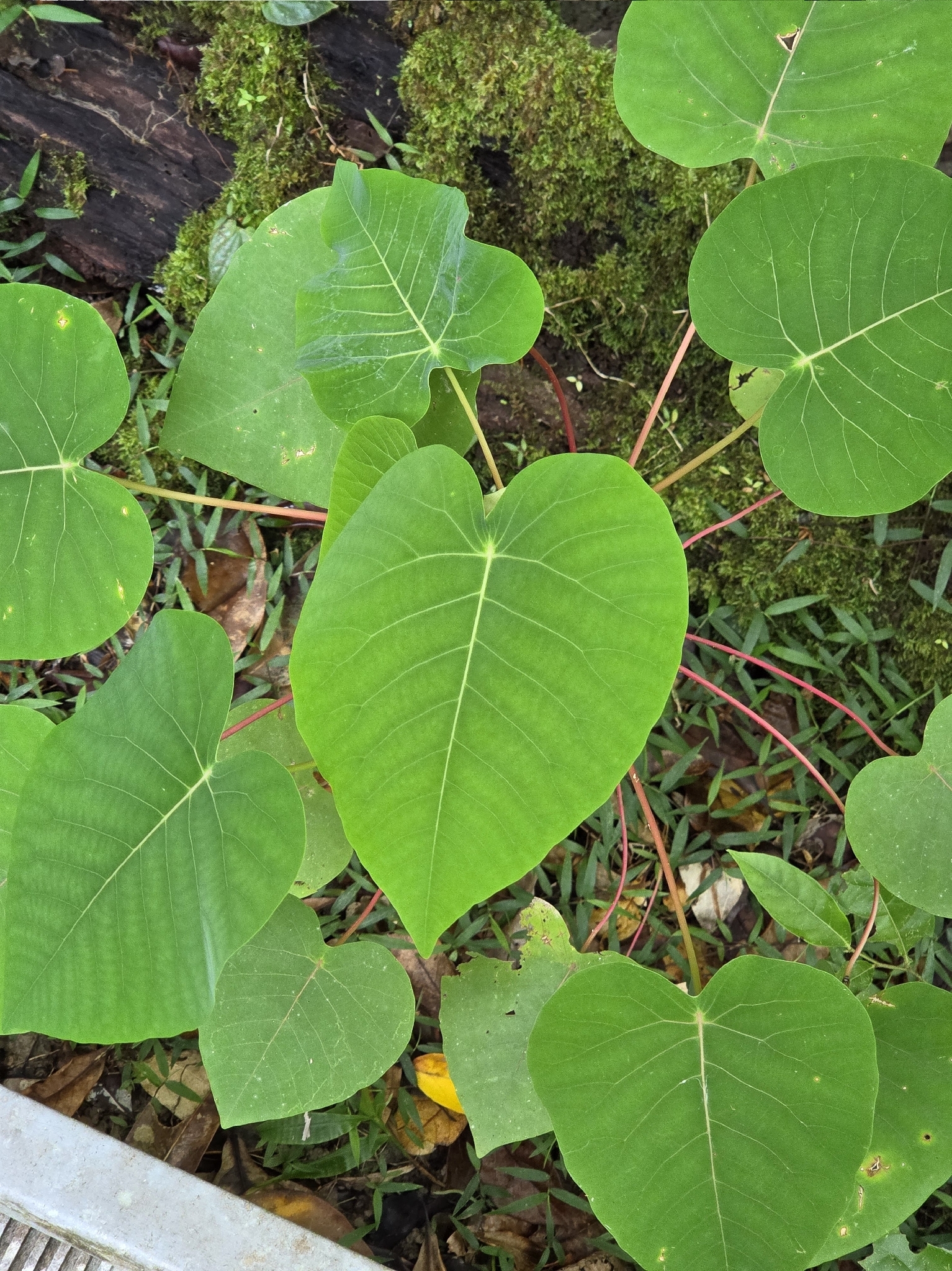 Imagem de Homalanthus novoguineensis