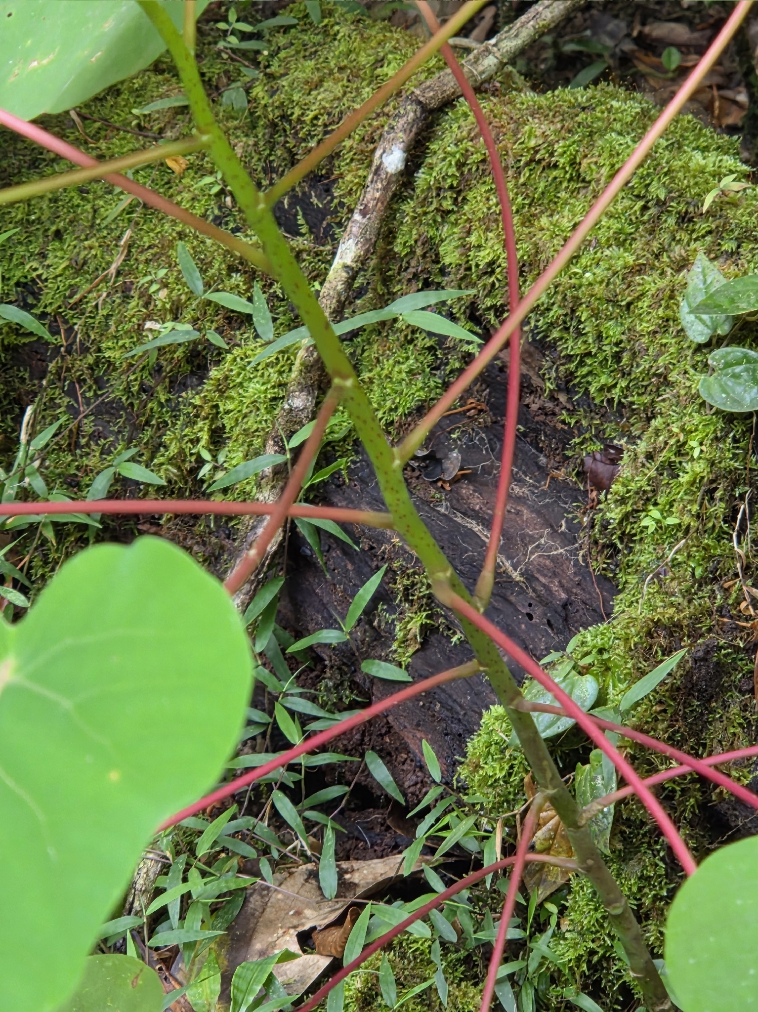 Imagem de Homalanthus novoguineensis