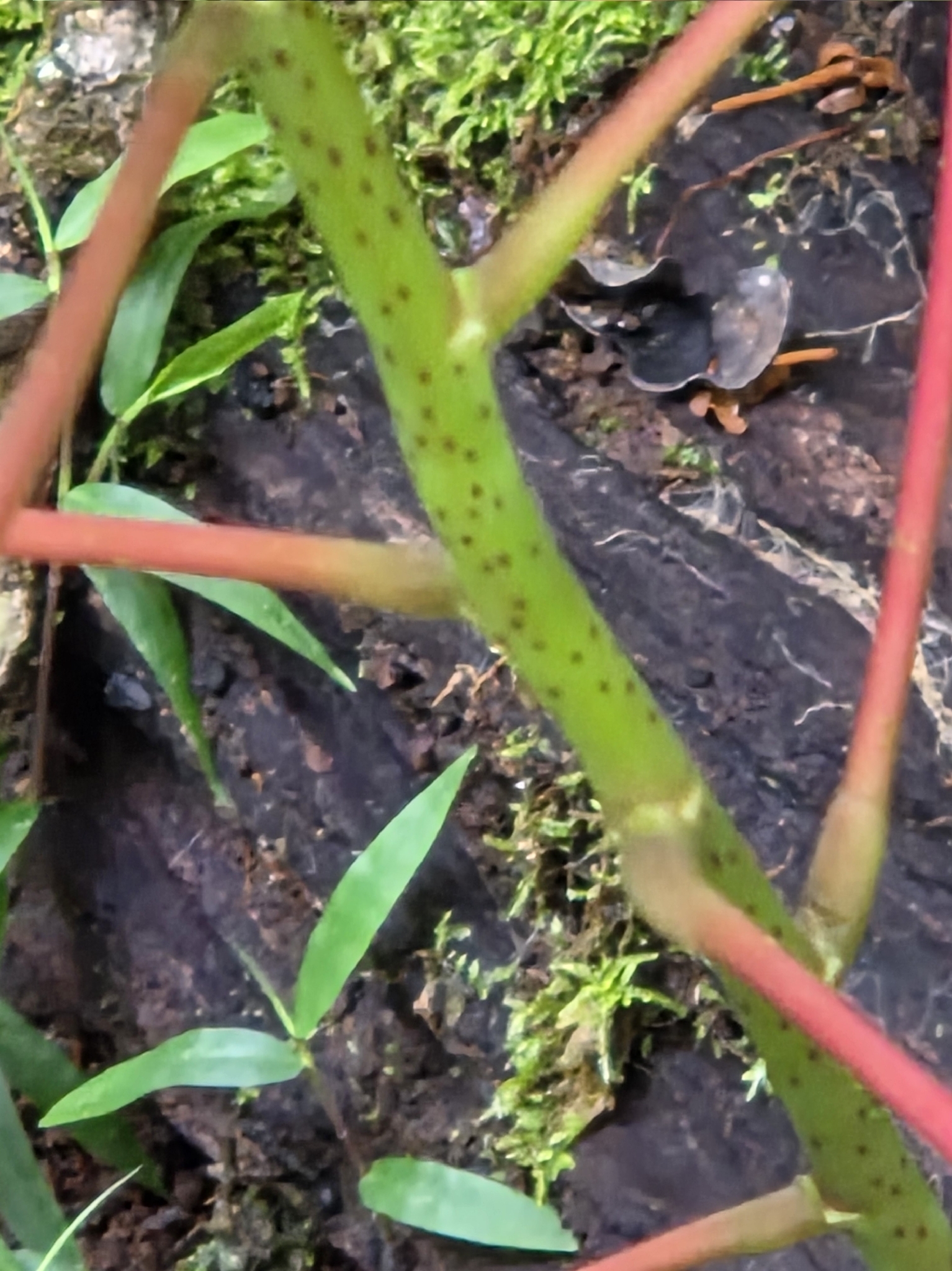 Imagem de Homalanthus novoguineensis