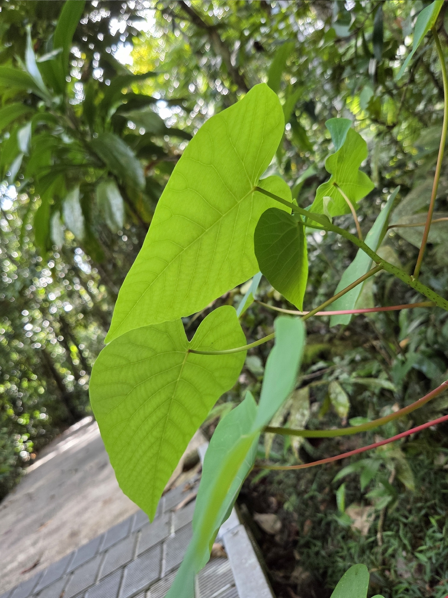 Imagem de Homalanthus novoguineensis