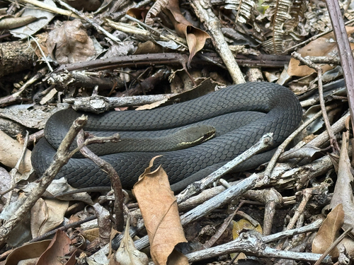 Marsh Snake