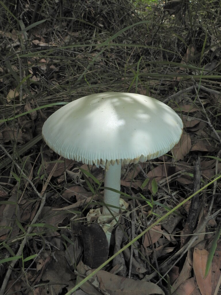 Amanita egregia · March 2026 · photo: © scottwgavins (iNaturalist, cc-by)