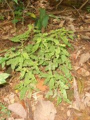 Staurogyne euryphylla