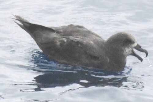 Great-winged Petrel (Pterodroma macroptera), photo 3
