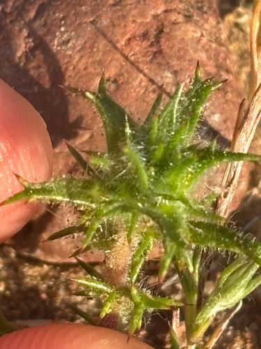 Hooked Pincushionplant (Navarretia hamata)