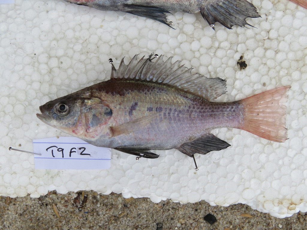 Manyara tilapia (Oreochromis amphimelas) — Cichlidae
