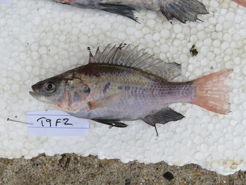 Manyara tilapia (Oreochromis amphimelas) — Cichlidae