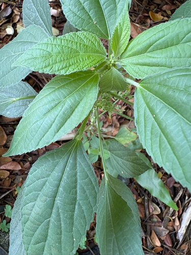 Acalypha lanceolata observed 2026-03-16