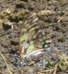 Graphium cyrnus