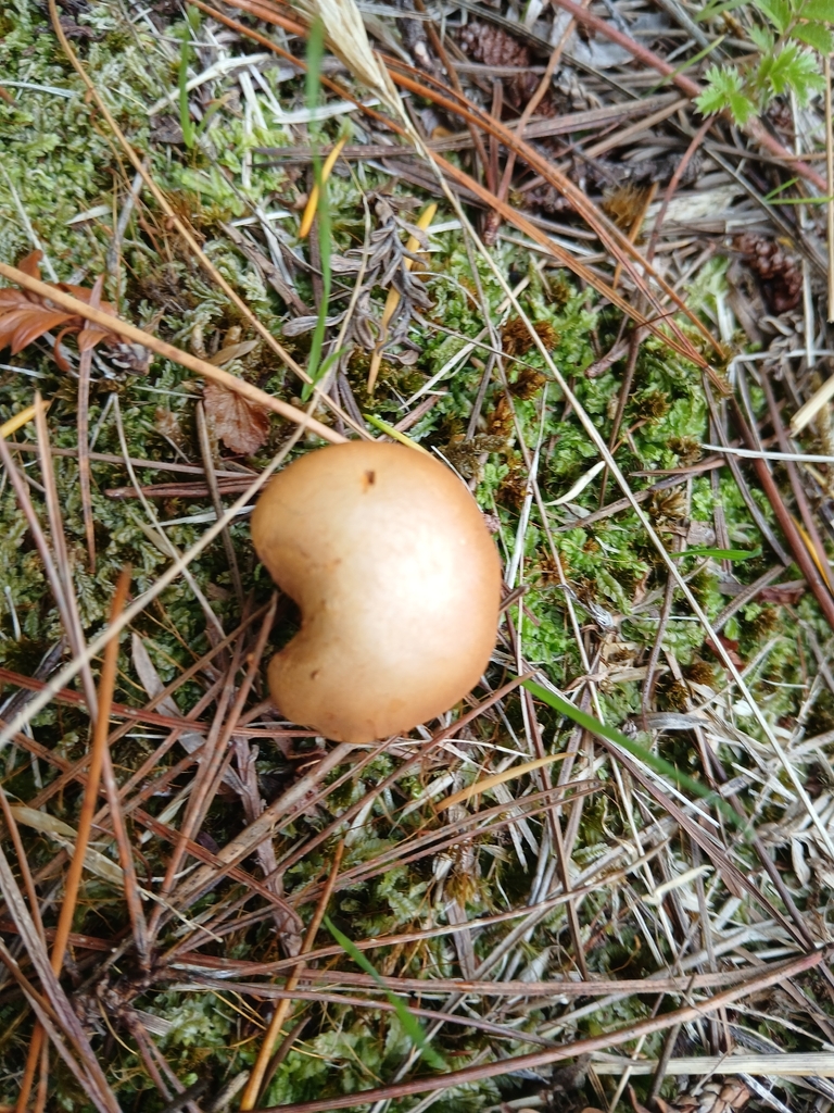 Chalciporus piperatus · March 2026 · photo: © bigfarma2017 (iNaturalist, cc-by)
