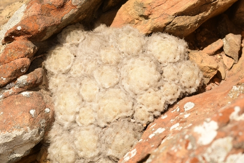 Mammillaria plumosa