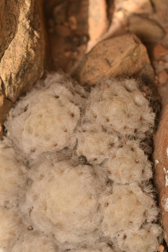 Mammillaria plumosa