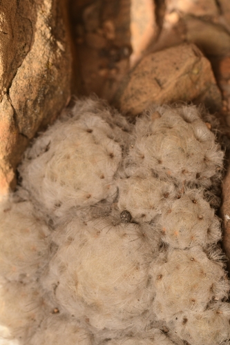 Mammillaria plumosa